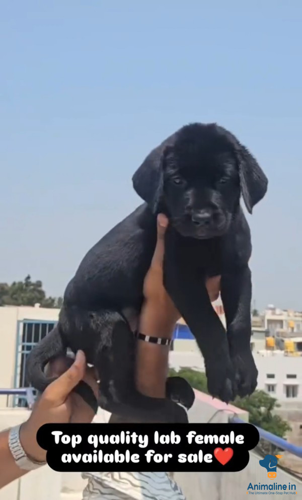 Best Top Quality labradog