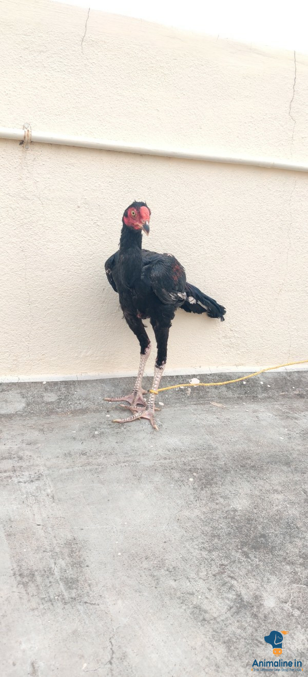 I have three male roosters and one female hen available 