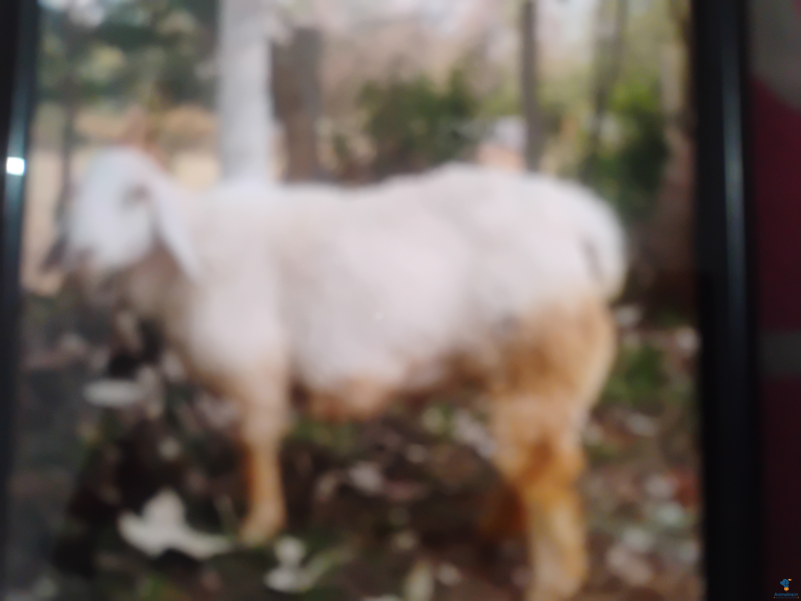 Healthy and Active Male Bannur for Sale