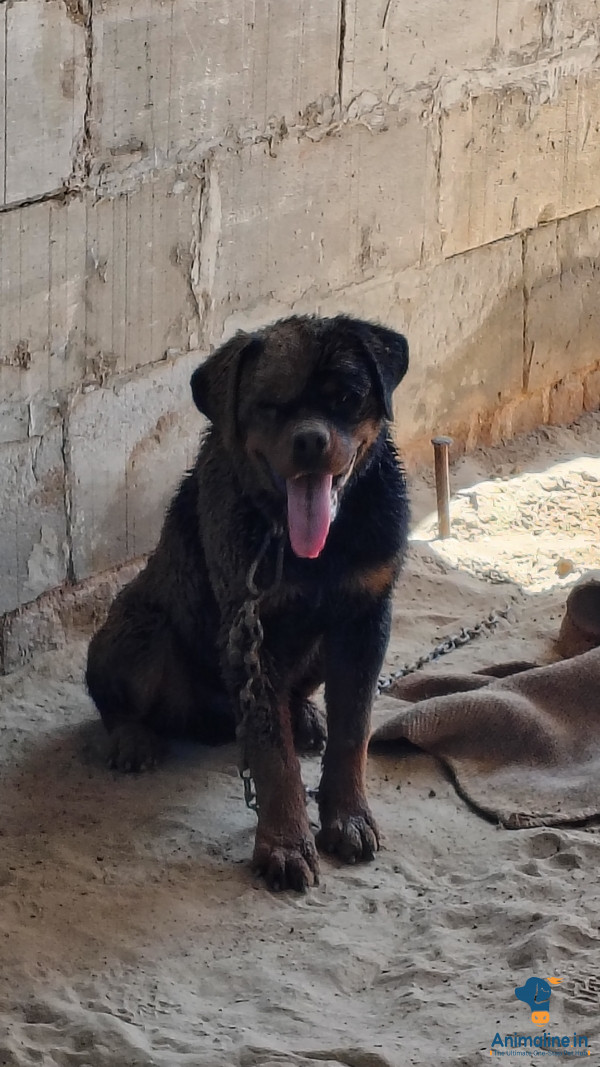 Sell rottweiler dog