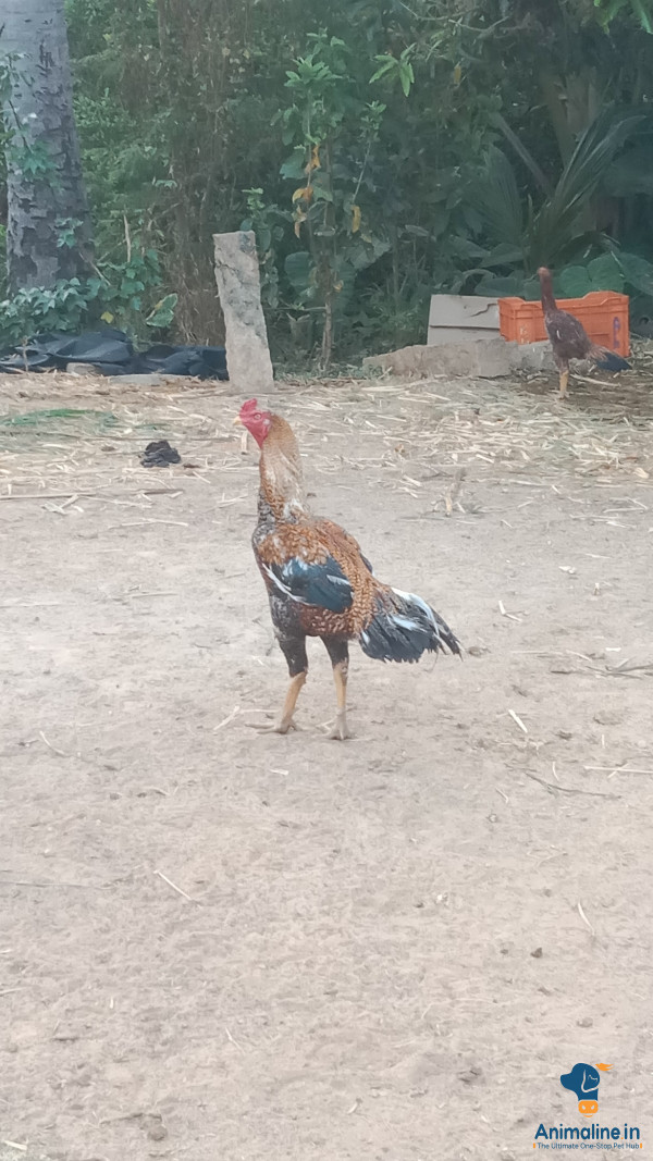 2 year old good breeding linage