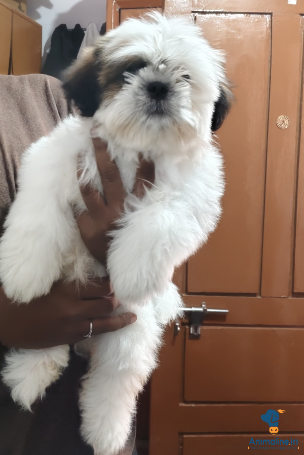 Healthy and Active Male Shih Tzu for Sale