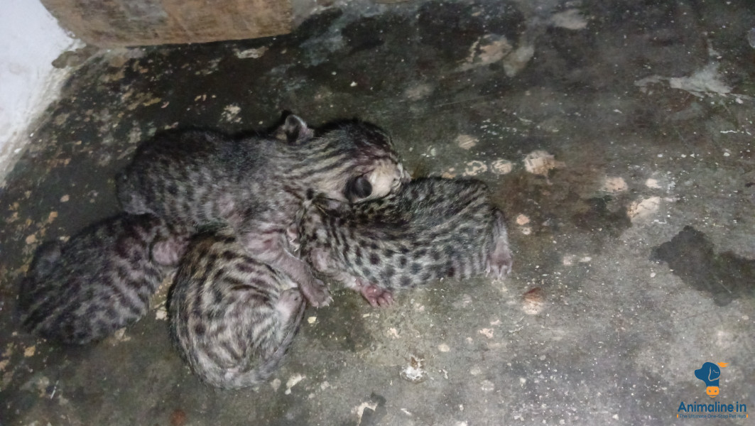 4 Newly born Kittens off my home cat