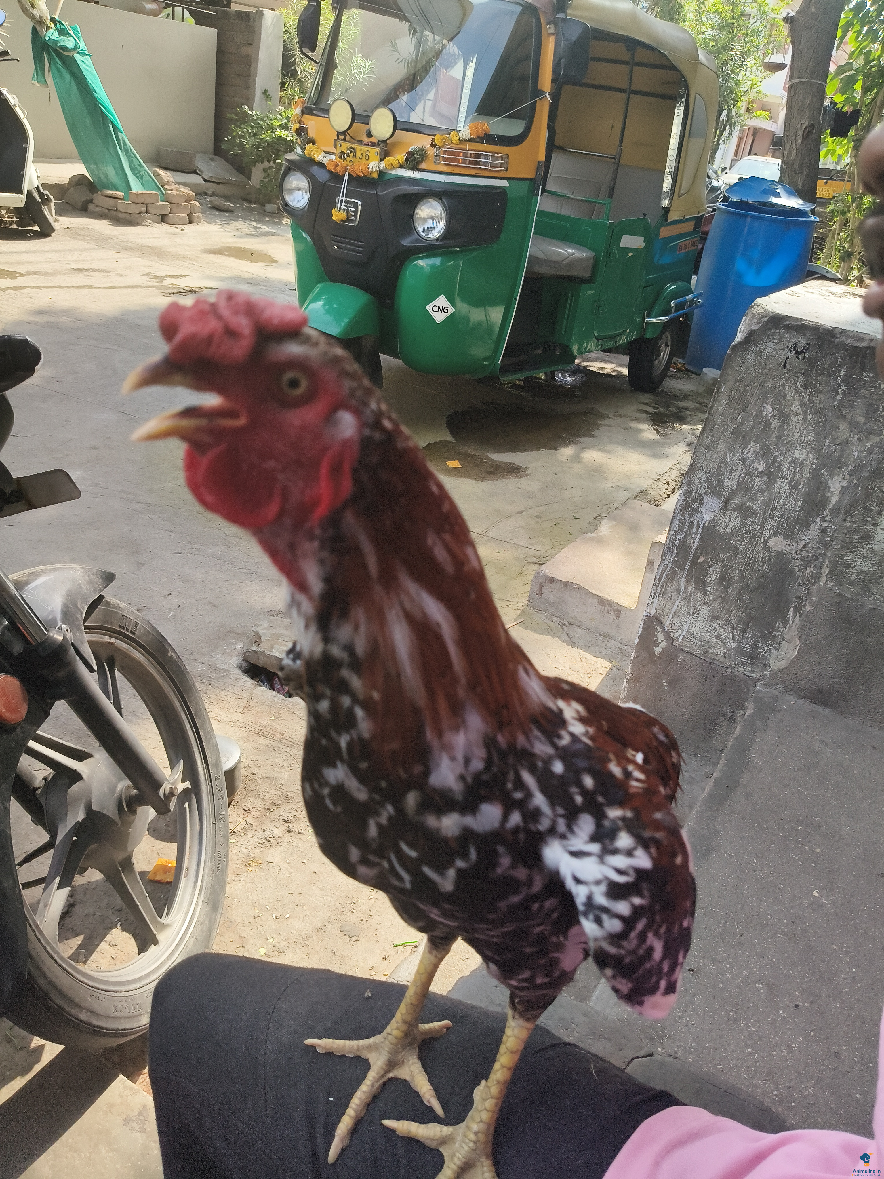 Fighter male chicken 