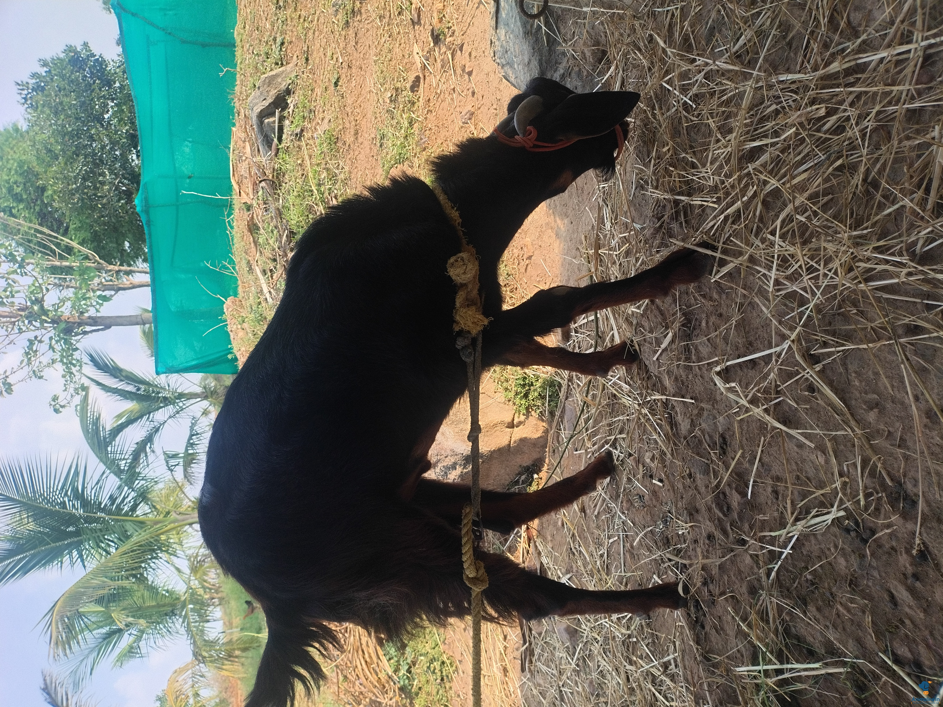Black color goat