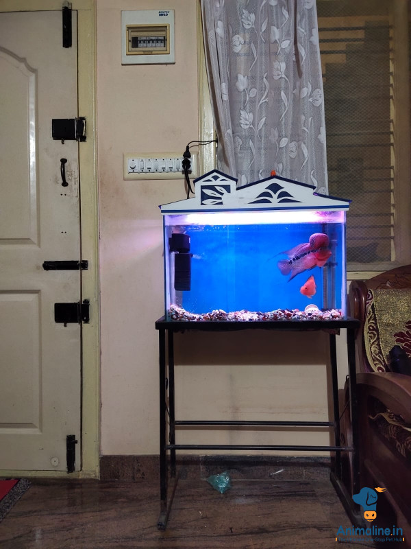 Fish tank aquarium 