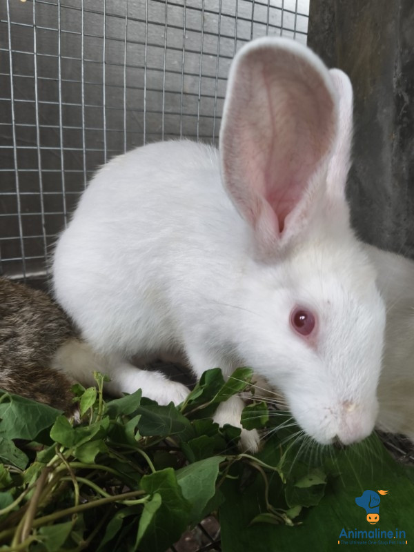 Rabbit for sale