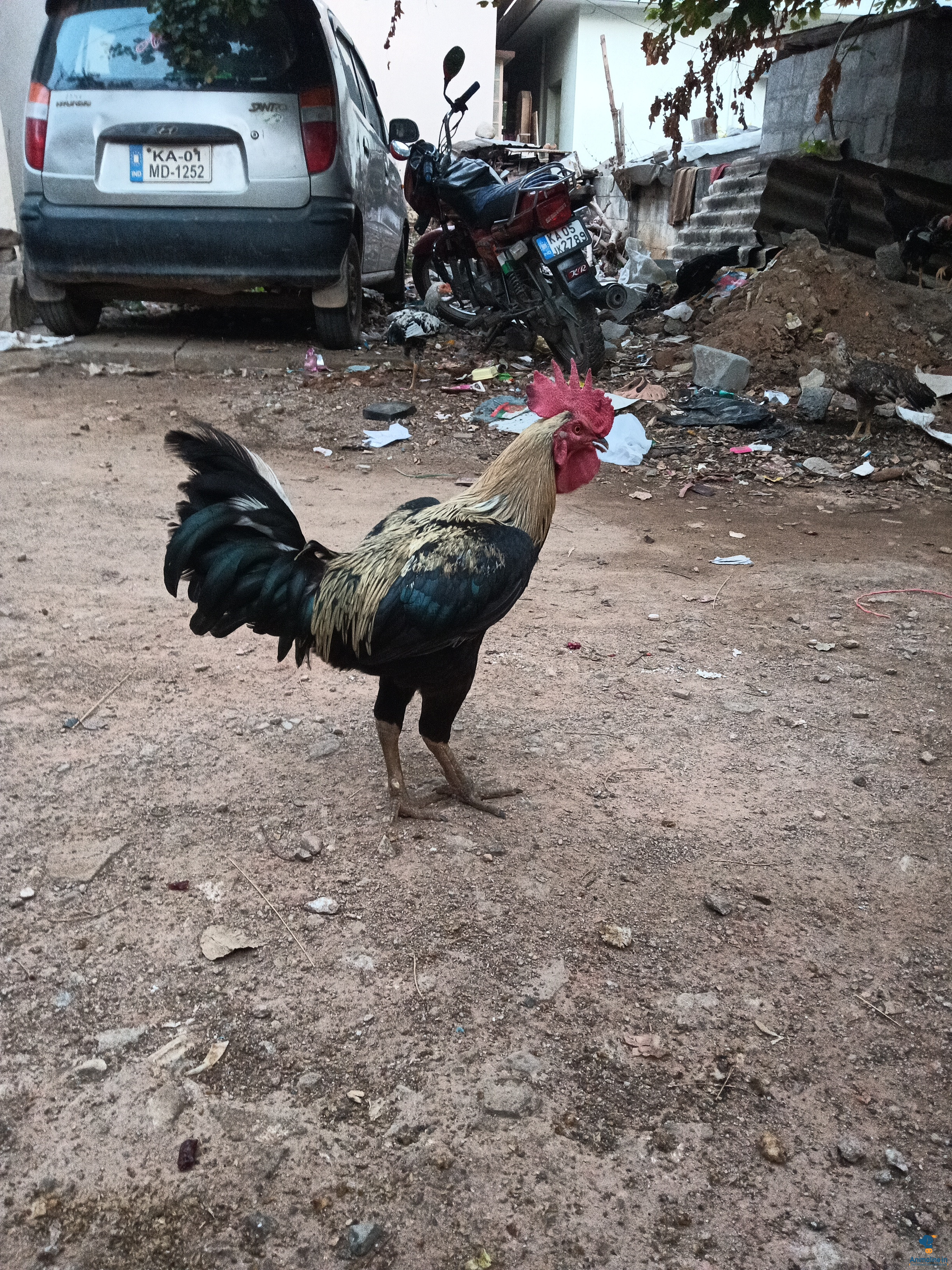 Healthy and Active Male Desi Murgi or Nati Kohli for Sale
