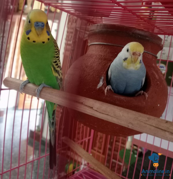 1year old bird