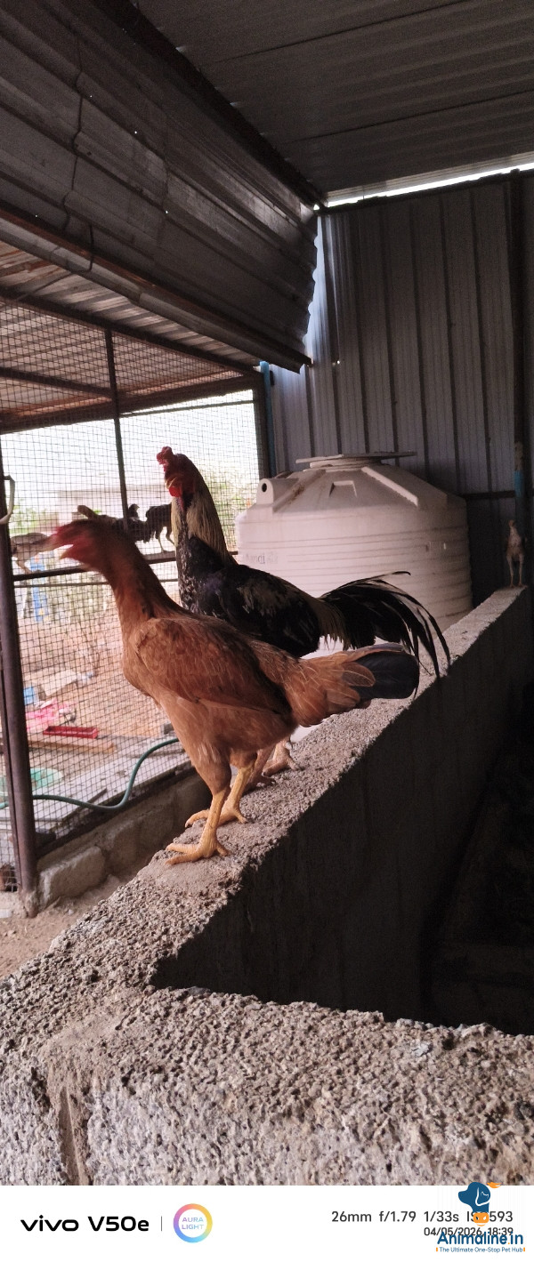 Premium Desi Murgi or Nati Kohli Hen for Adoption