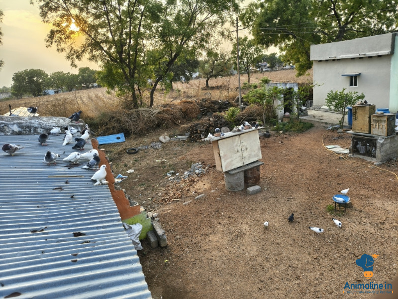 ಒಂದು ವರ್ಷದ ಪುರುಷ ಪಾರಿವಾಳ 