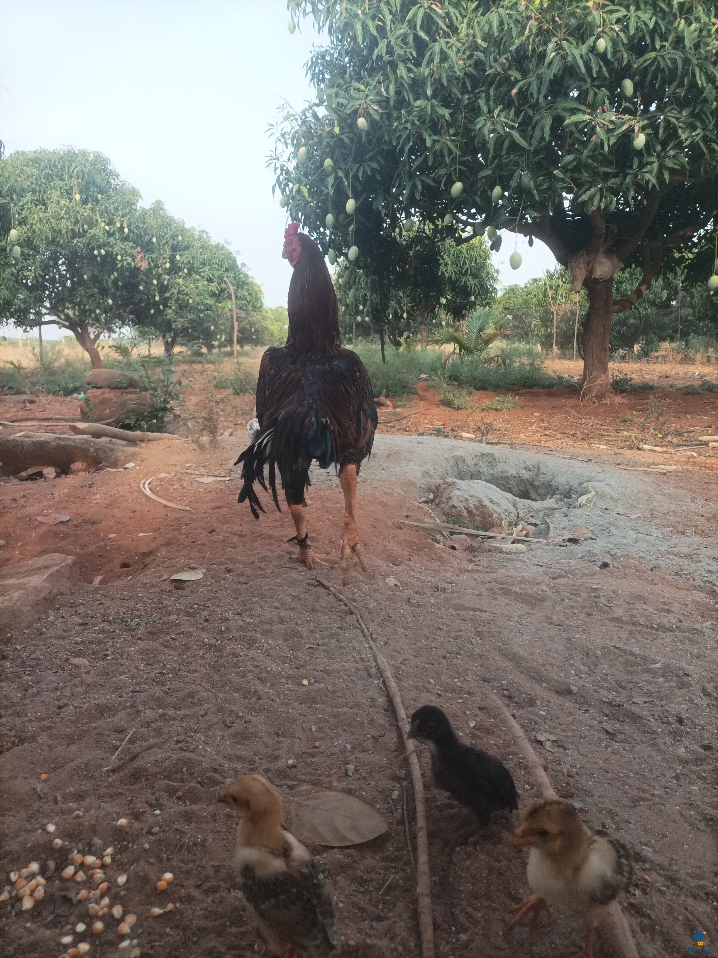 2varshada hunja 