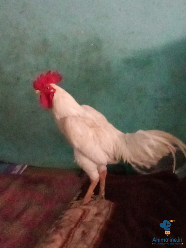 1 year hen
