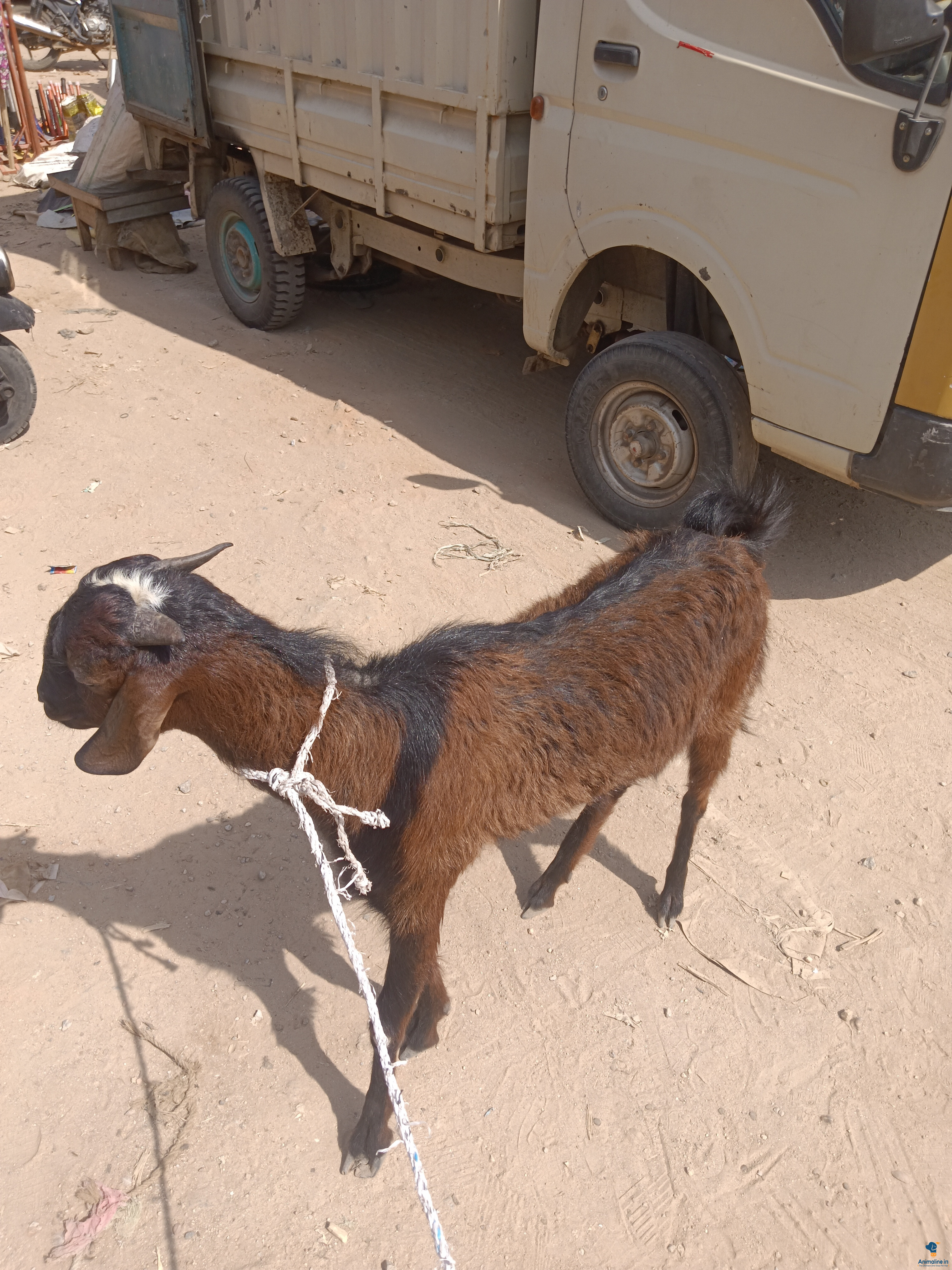 Batam male goat