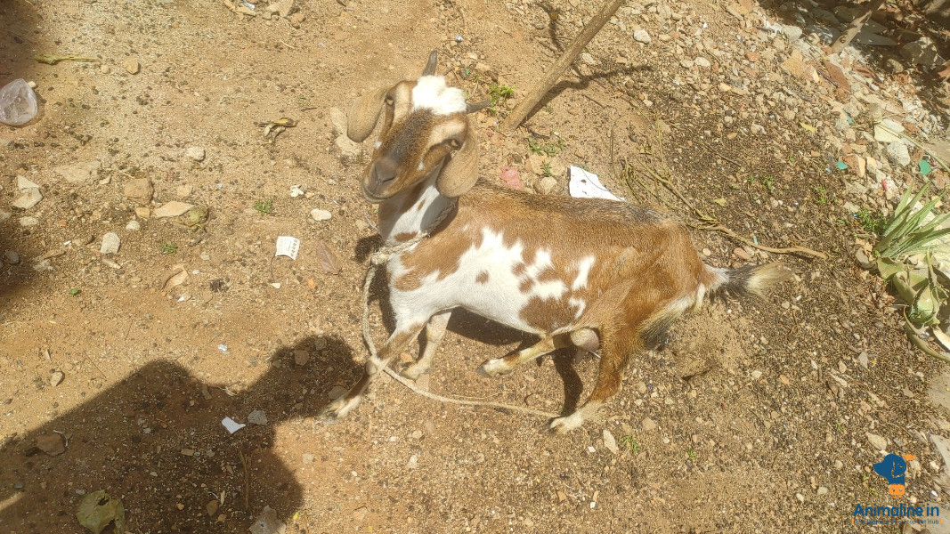 Female goat with two babies ( both are male) 