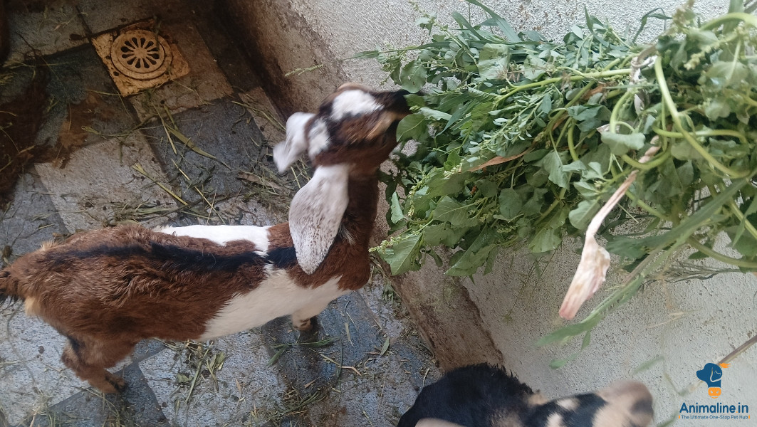 Premium Others Goat for Adoption