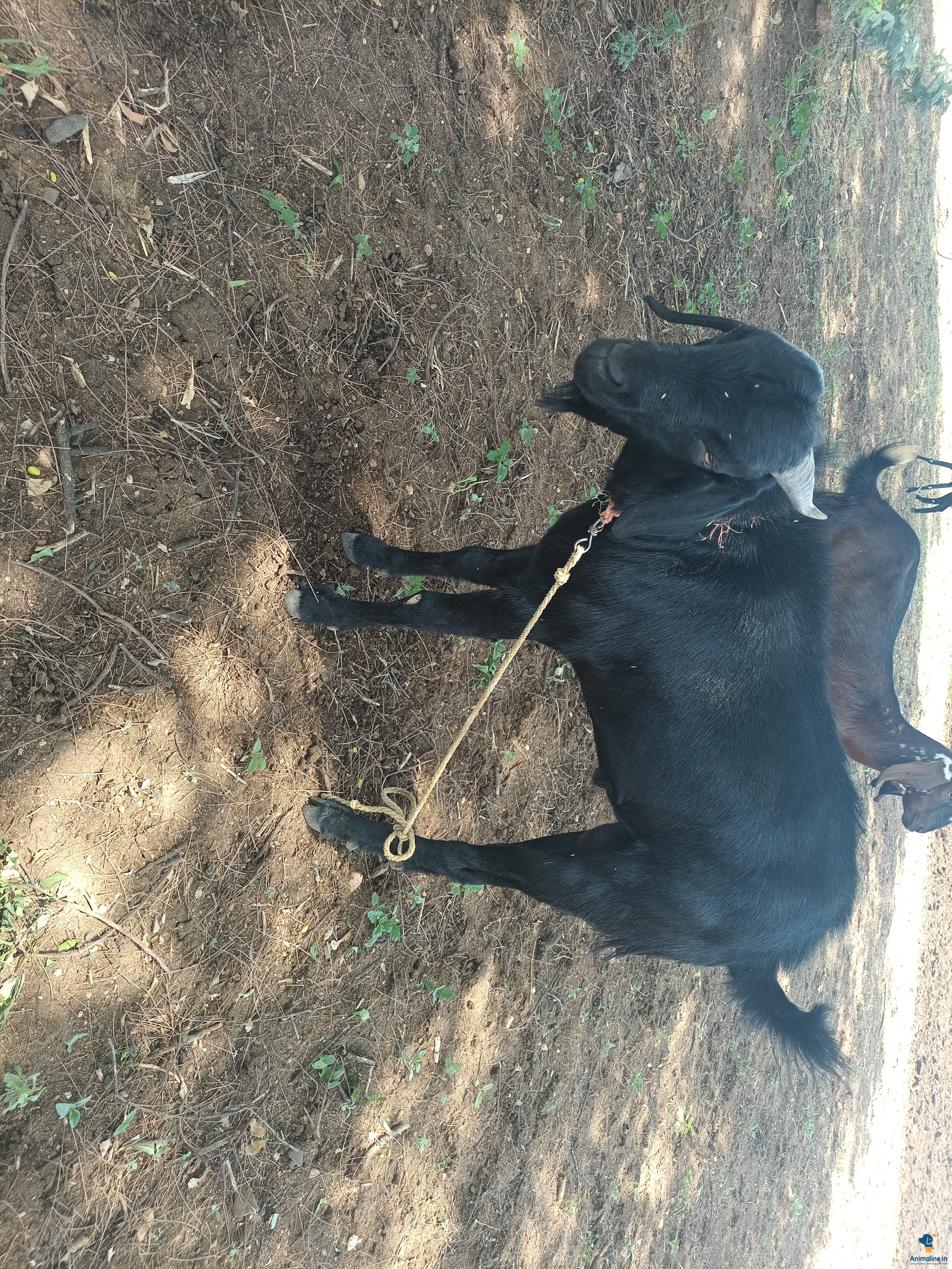 ಪ್ರೀಮಿಯಂ Amingad Goat {}