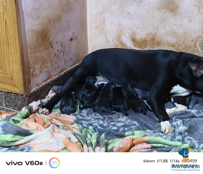 30 days Pitbull female puppies available