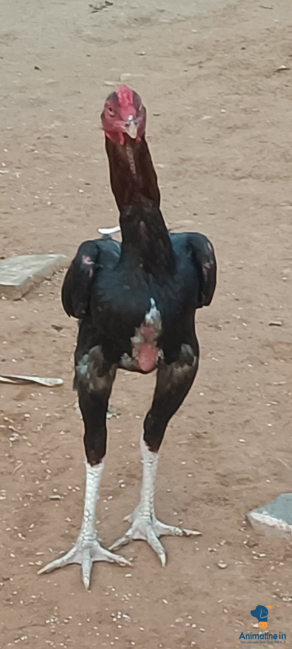 ಕೆಂಪು ಬಣ್ಣ