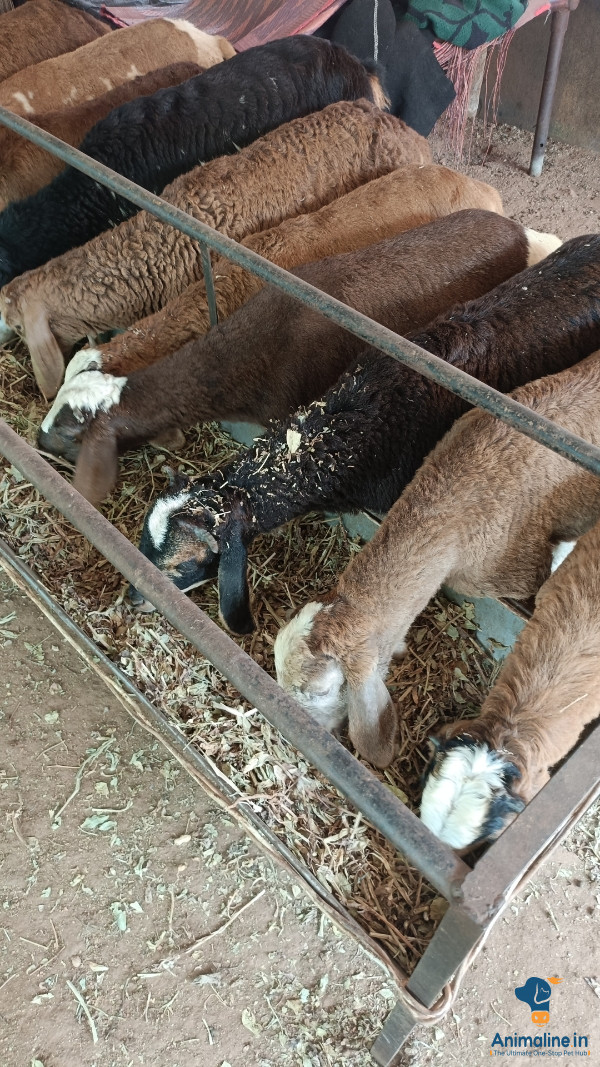 6months old sheep's 