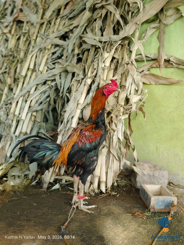 Healthy and Active Male Others for Sale