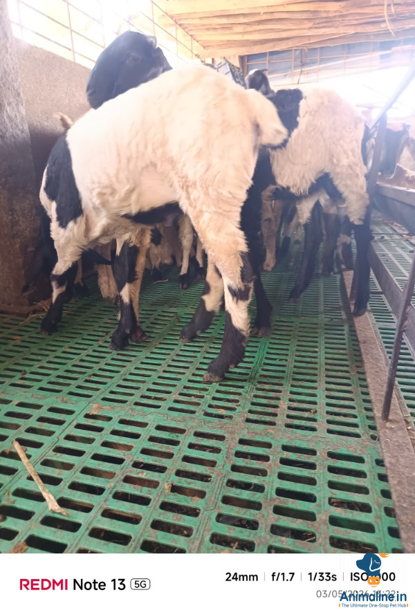 1 year old sheeps 
