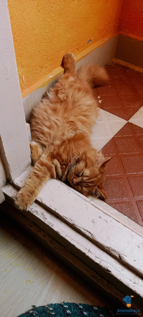 Ginger colour 