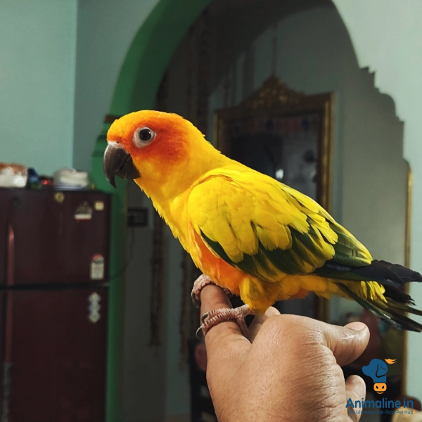 Fully tamed yellow dominant sun conure ...