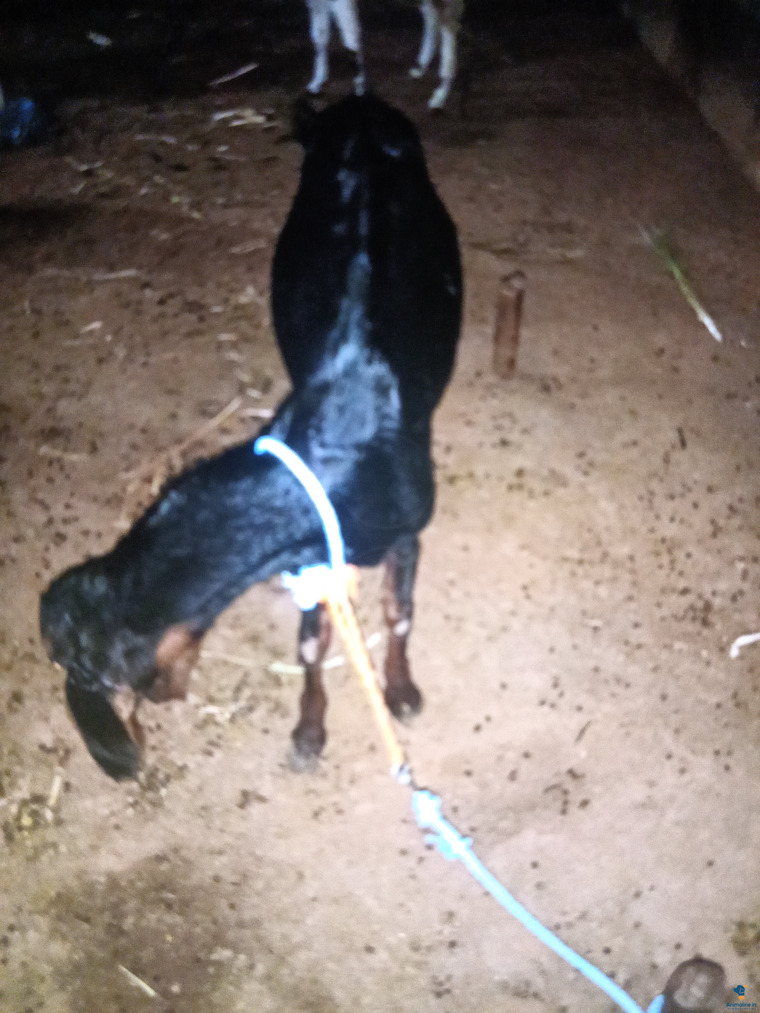 Pregnant goat 1.5 month