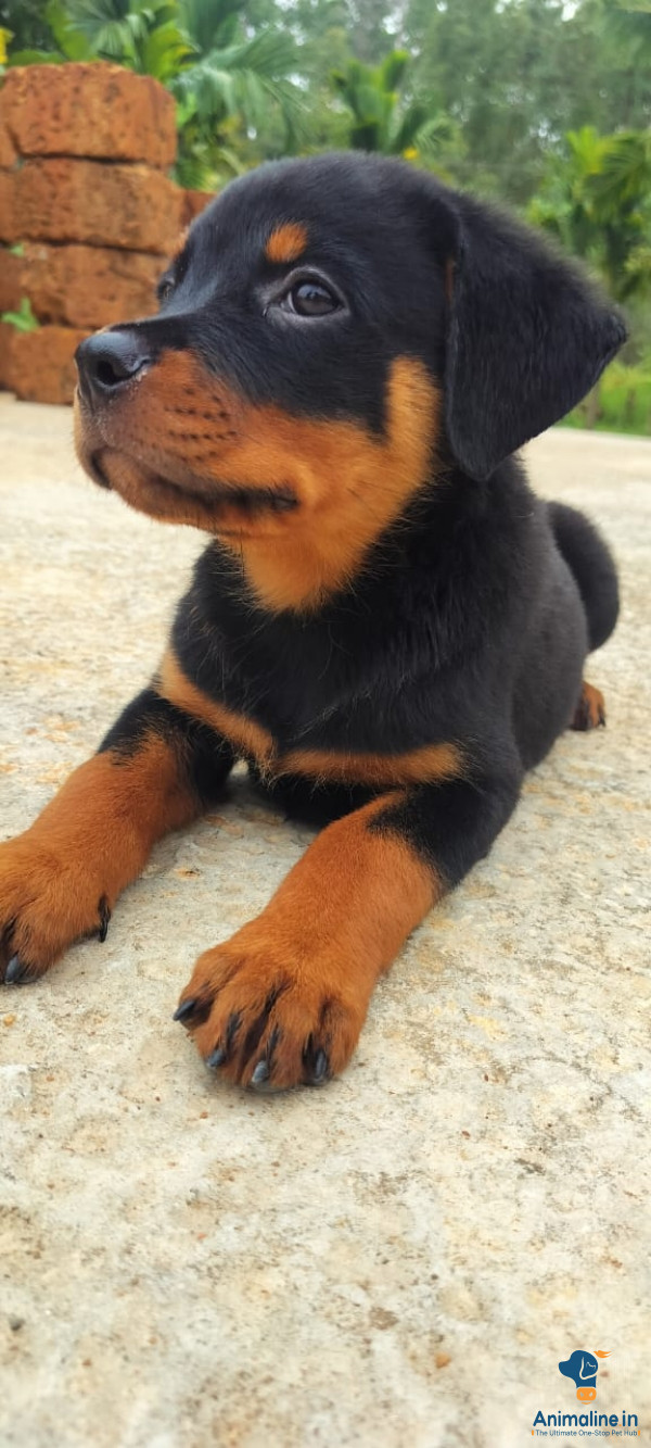2 months Rottweiler puppies for sale