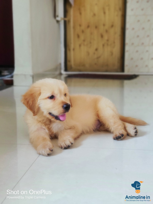 Healthy and Active Male Golden Retriever for Sale