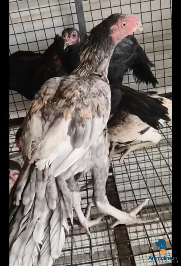6 months old hen