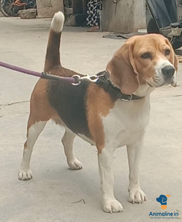 I want to sell my pet because we are going to out of station