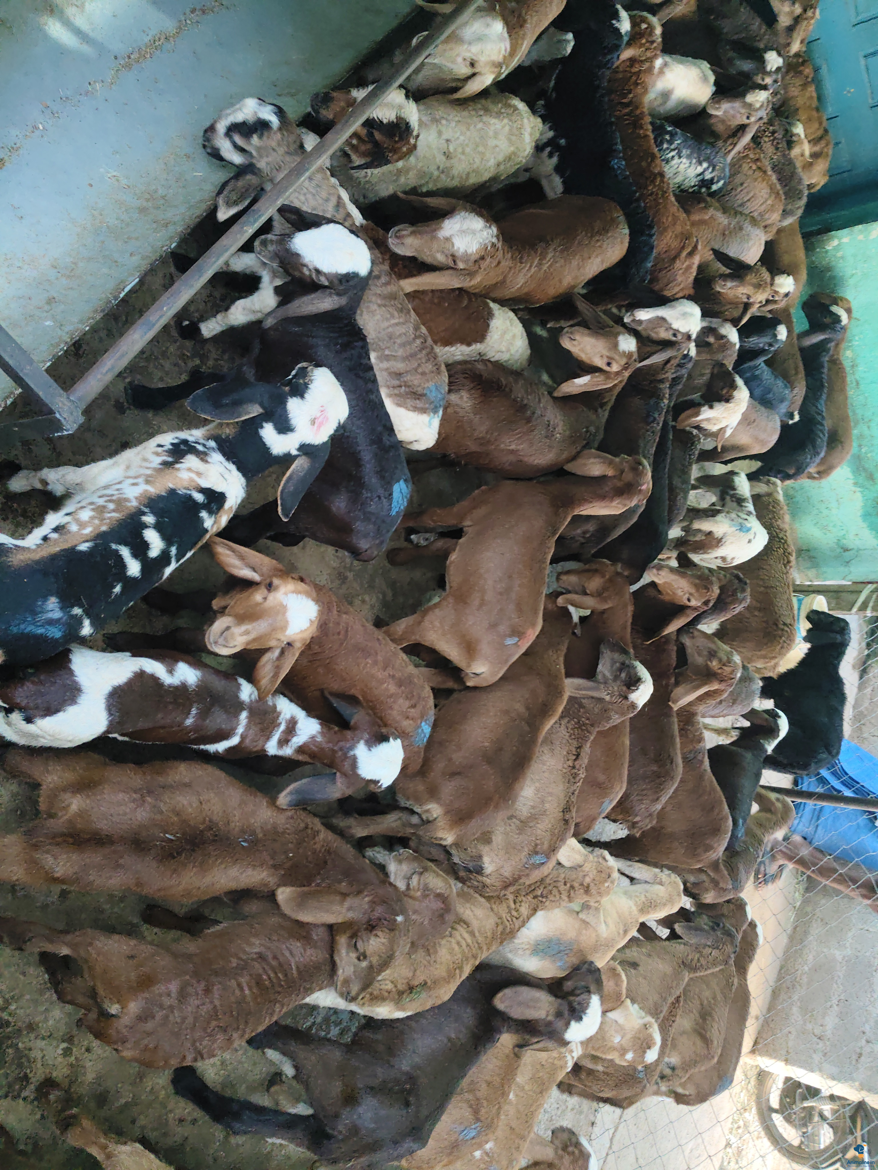 3_4 moths sheep
