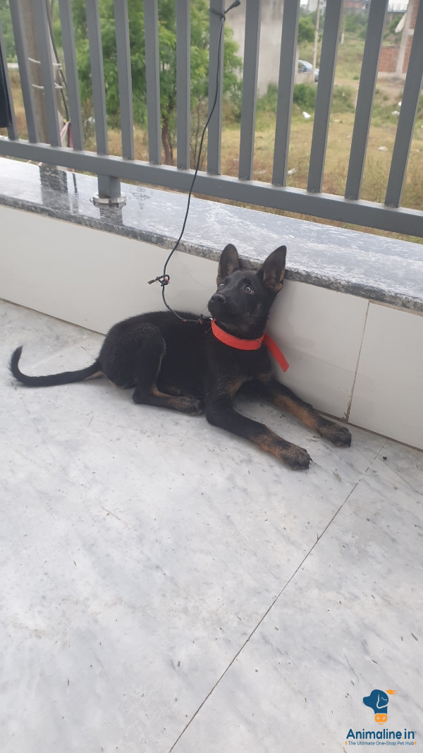Active beliguim shparhd dog