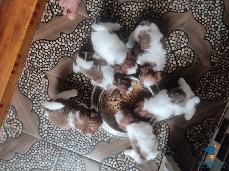 30day puppies good quality 