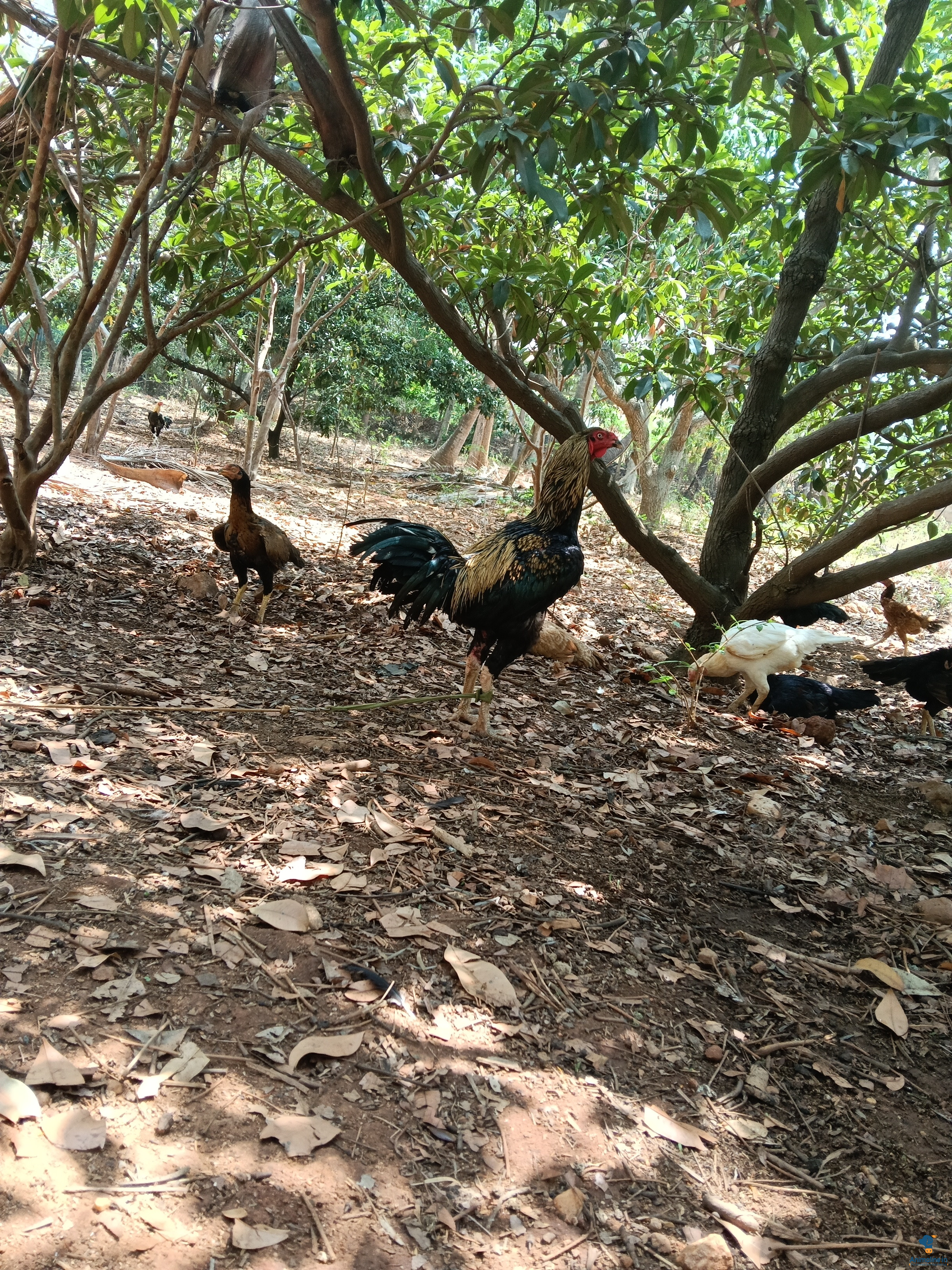 Premium Others Hen for Adoption