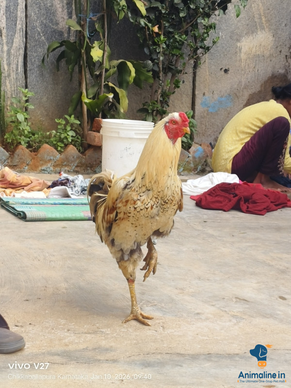3 years fighting rooster