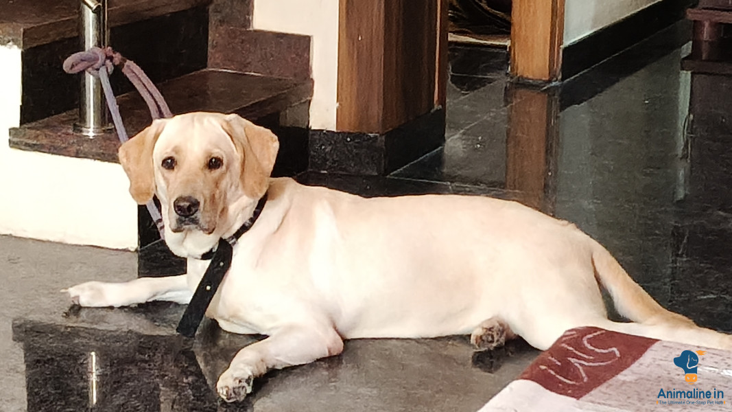 ಮಾರಾಟಕ್ಕಿದೆ ಆರೋಗ್ಯಕರ ಮಹಿಳೆ Labrador Retriever
