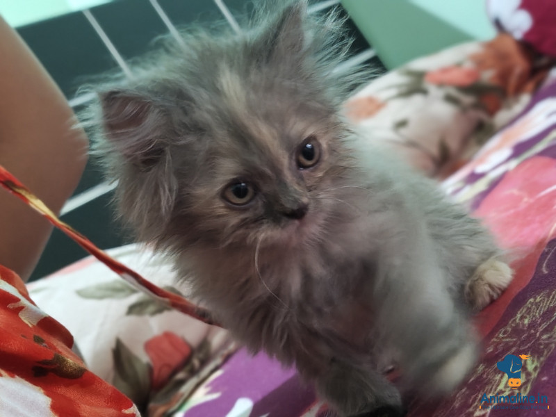 Premium  Cat for Adoption