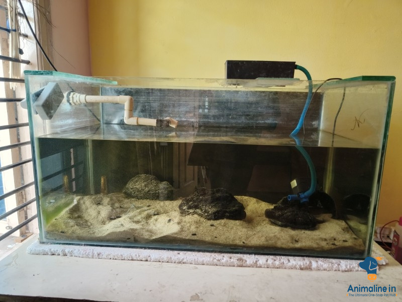 Aquarium fish  tank