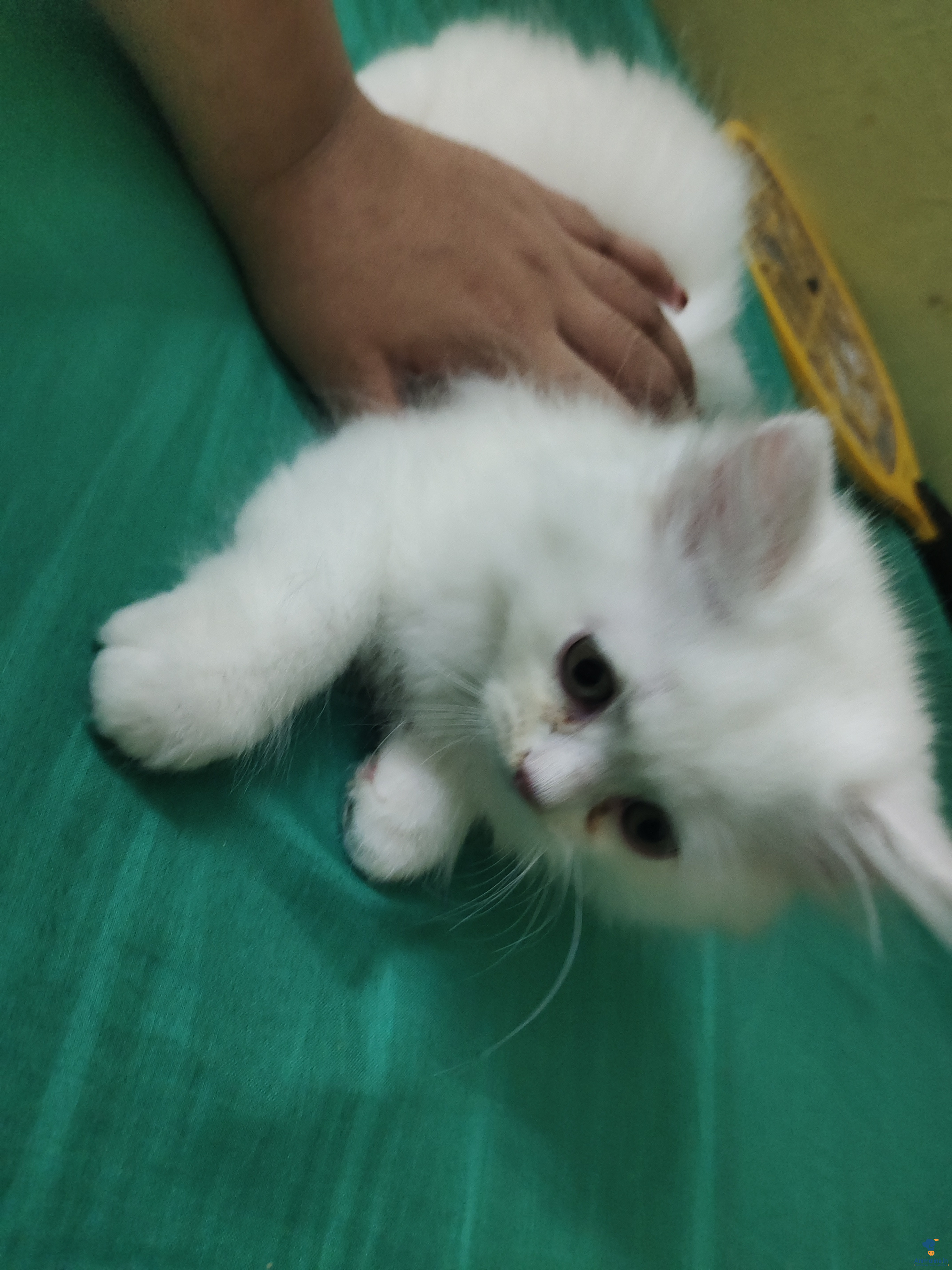 white Doll- face persian kitten for sale