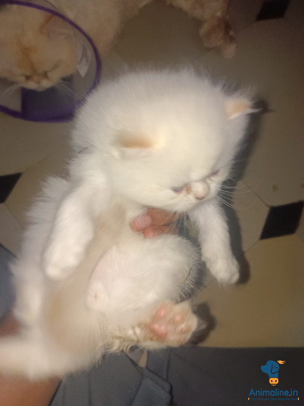 Parsian cats