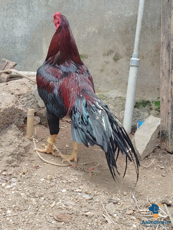 ಮಾರಾಟಕ್ಕಿದೆ ಆರೋಗ್ಯಕರ ಪುರುಷ Aseel