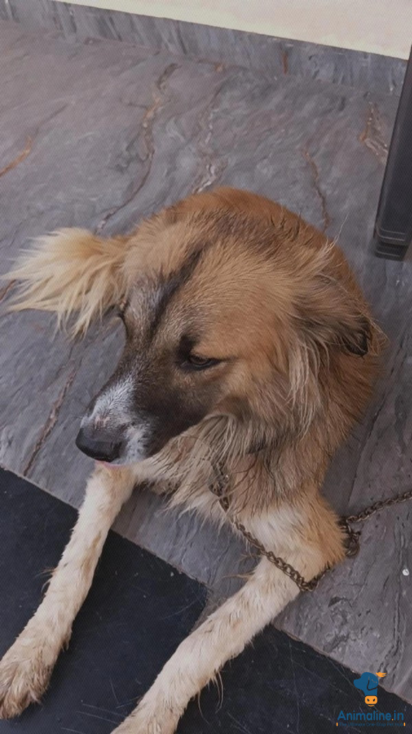 ಪ್ರೀಮಿಯಂ Normal Dog ನಾಯಿ {}