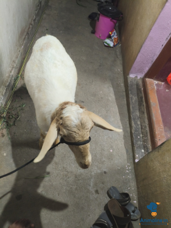ಮಾರಾಟಕ್ಕಿದೆ ಆರೋಗ್ಯಕರ ಪುರುಷ Mandya Sheep