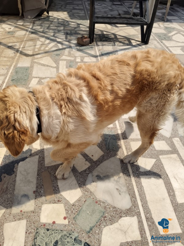 1 year dog 