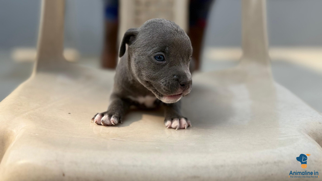 American Bully Puppies 45days 