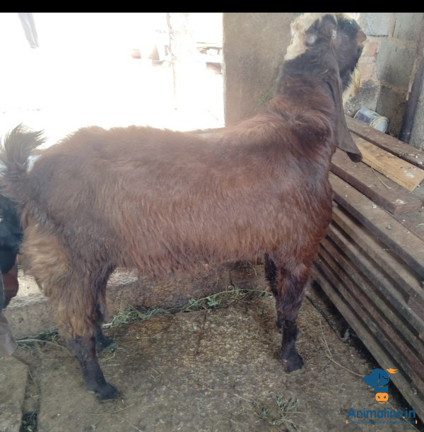 2 years old male goat