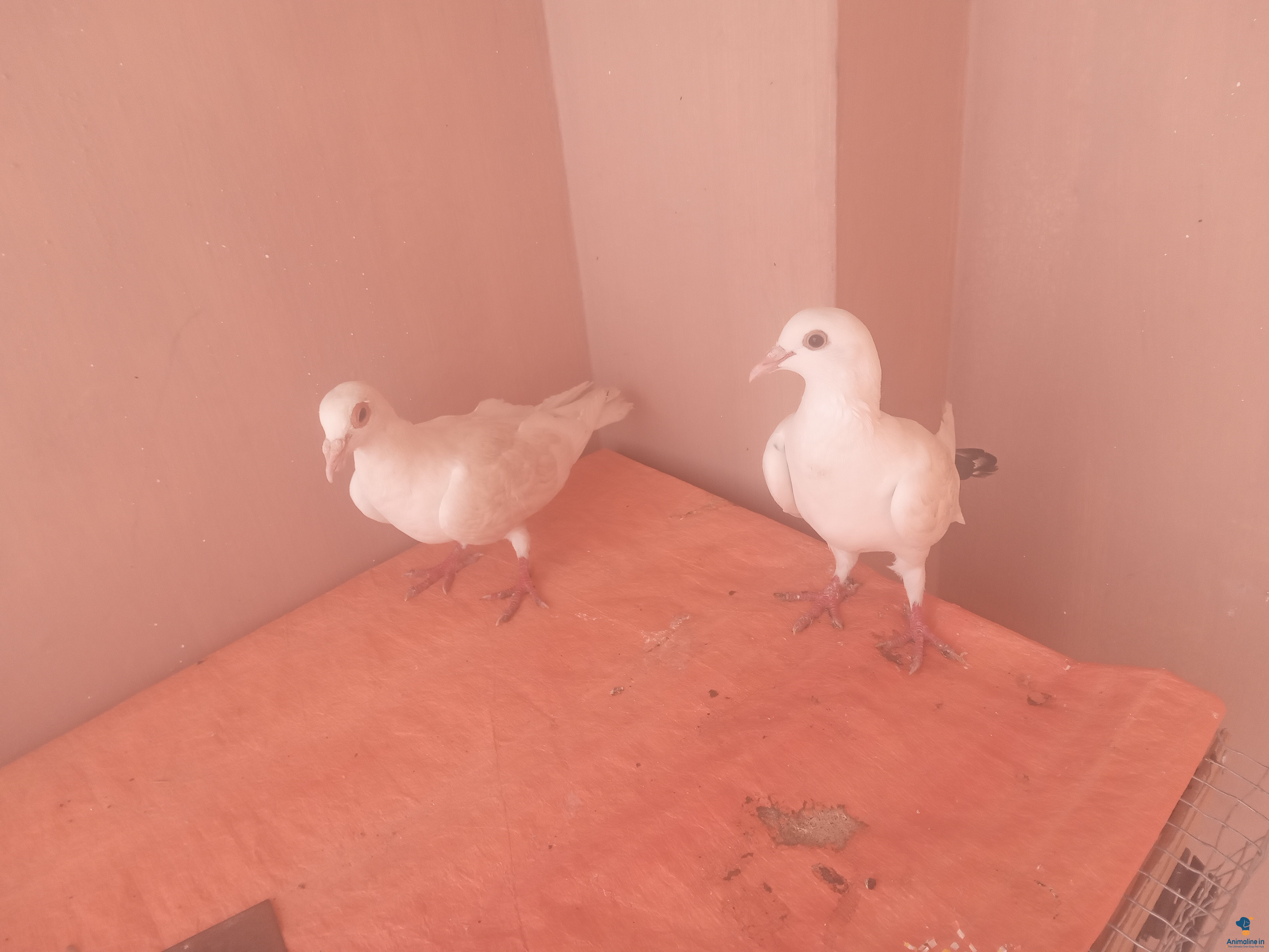 3 years old pegions